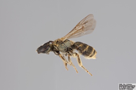 [Halictus confusus female (lateral/side view) thumbnail]